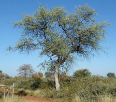Combretum imberbe Leadwood Tree, Ivory tree